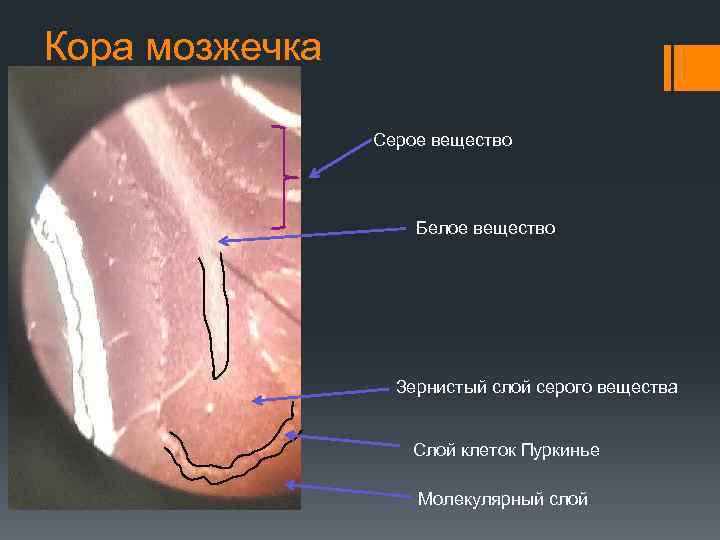 Кора мозжечка Серое вещество Белое вещество Зернистый слой серого вещества Слой клеток Пуркинье Молекулярный