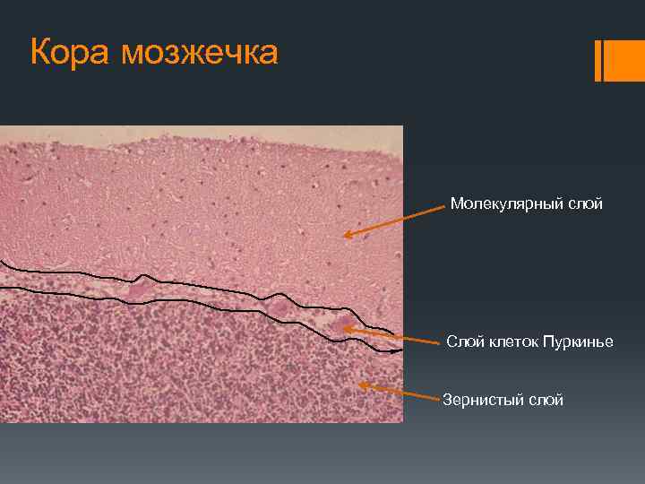 Кора мозжечка Молекулярный слой Слой клеток Пуркинье Зернистый слой 