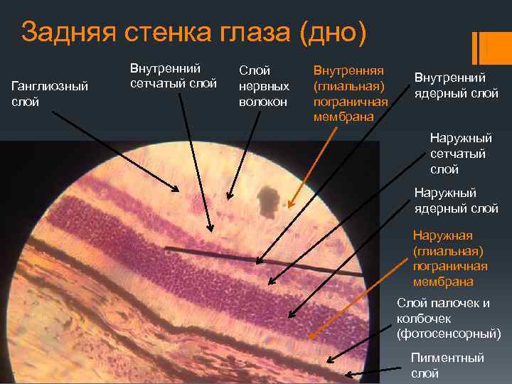 Слепое лечение это