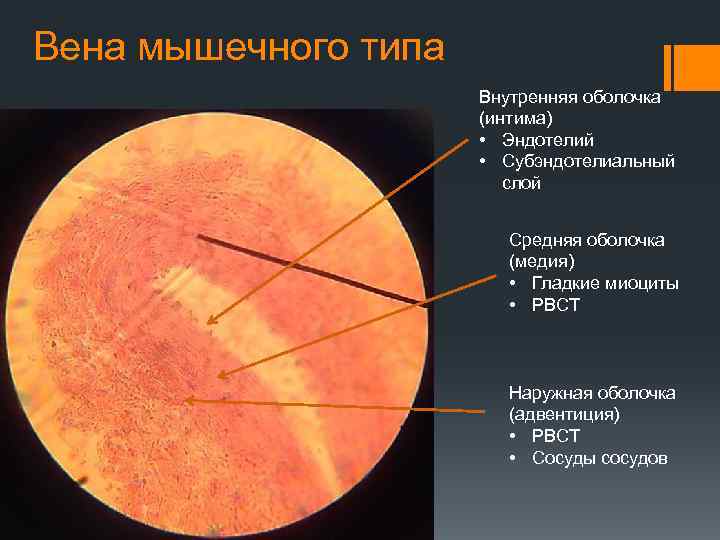 Вена мышечного типа Внутренняя оболочка (интима) • Эндотелий • Субэндотелиальный слой Средняя оболочка (медия)