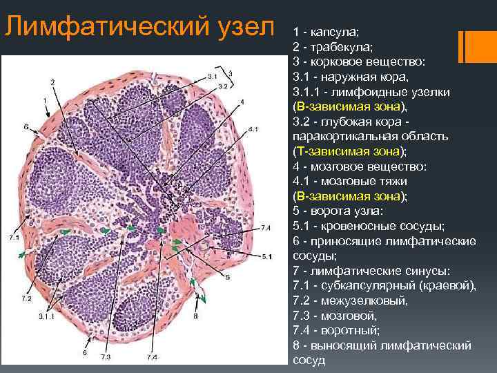 Лимфатический узел 1 - капсула; 2 - трабекула; 3 - корковое вещество: 3. 1