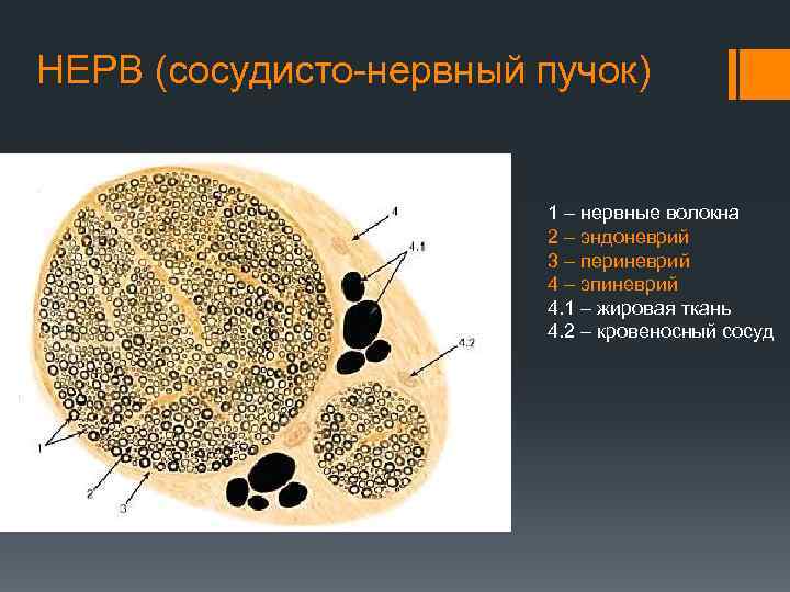 НЕРВ (сосудисто-нервный пучок) 1 – нервные волокна 2 – эндоневрий 3 – периневрий 4