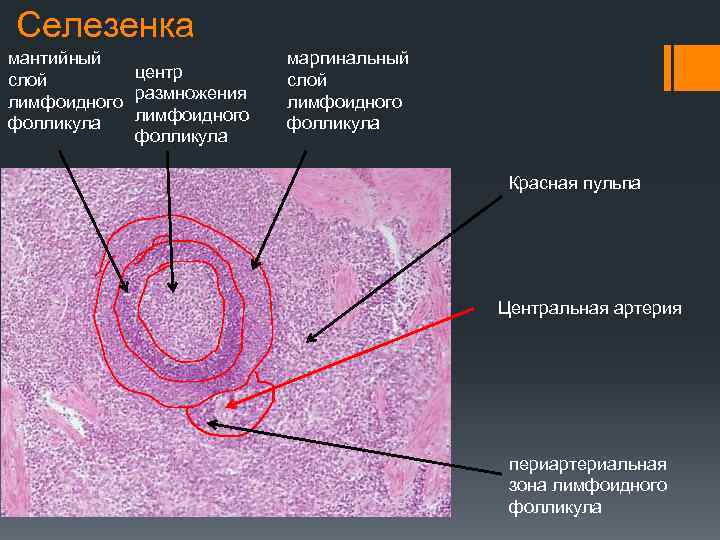 Селезенка мантийный центр слой лимфоидного размножения лимфоидного фолликула маргинальный слой лимфоидного фолликула Красная пульпа