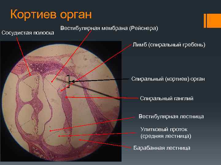 Кортиев орган Сосудистая полоска Вестибулярная мембрана (Рейснера) Лимб (спиральный гребень) Спиральный (кортиев) орган Спиральный