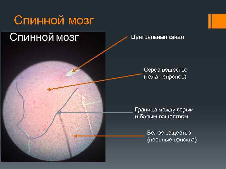 Спинной мозг Центральный канал Серое вещество (тела нейронов) Граница между серым и белым веществом