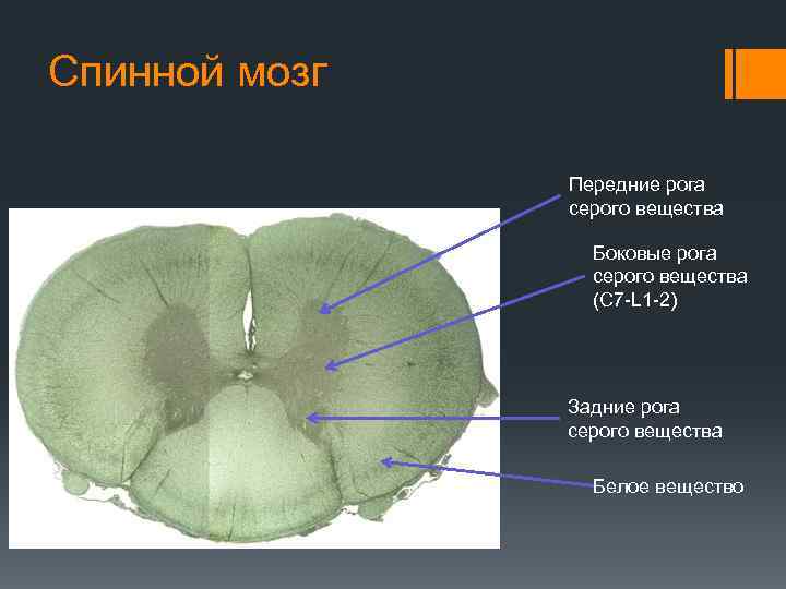 Спинной мозг Передние рога серого вещества Боковые рога серого вещества (C 7 -L 1