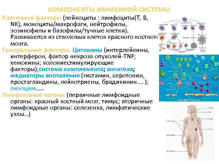 КОМПОНЕНТЫ ИММУННОЙ СИСТЕМЫ Клеточные факторы (лейкоциты : лимфоциты(Т, В, NK), моноциты/макрофаги, нейтрофилы, эозинофилы и