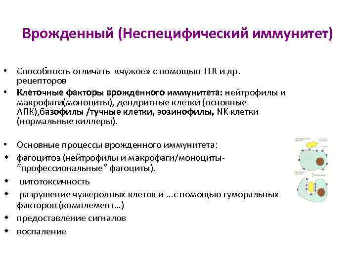 Врожденный (Неспецифический иммунитет) • Способность отличать «чужое» с помощью TLR и др. рецепторов •