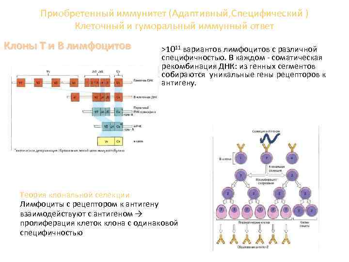  Приобретенный иммунитет (Адаптивный, Специфический ) Клеточный и гуморальный иммунный ответ Клоны Т и