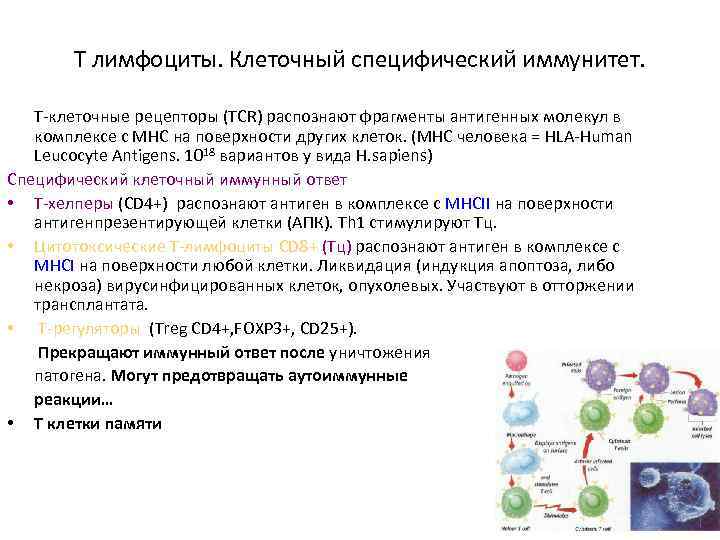 T лимфоциты. Клеточный специфический иммунитет. Т-клеточные рецепторы (TCR) распознают фрагменты антигенных молекул в комплексе