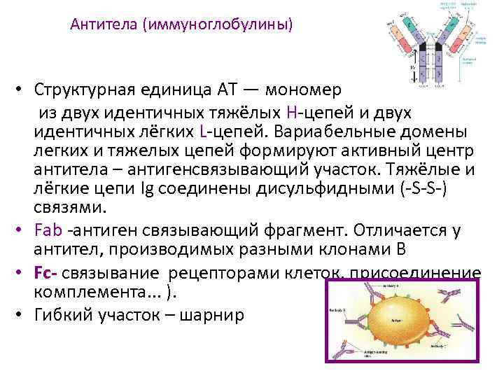 Антитела (иммуноглобулины) • Структурная единица AT — мономер из двух идентичных тяжёлых Н-цепей и