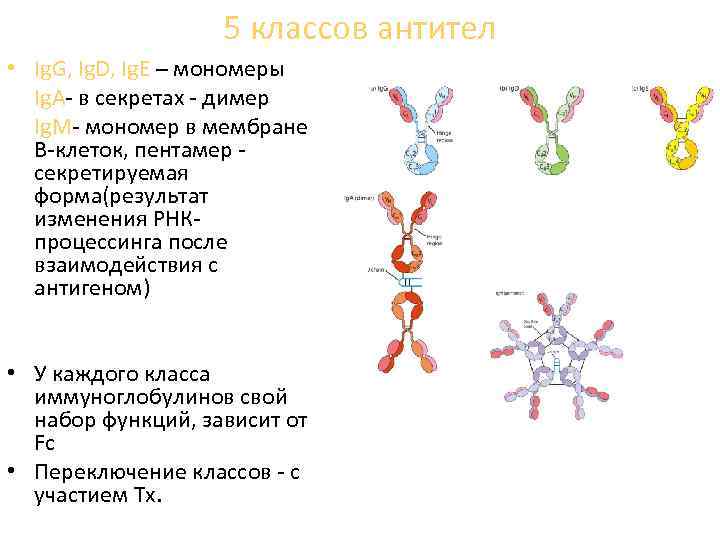 5 классов антител • Ig. G, Ig. D, Ig. E – мономеры Ig. A-