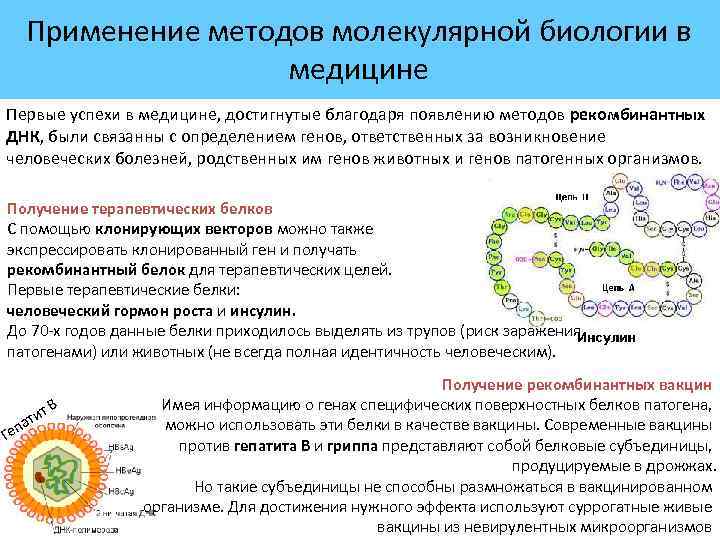 Применение методов молекулярной биологии в медицине Первые успехи в медицине, достигнутые благодаря появлению методов