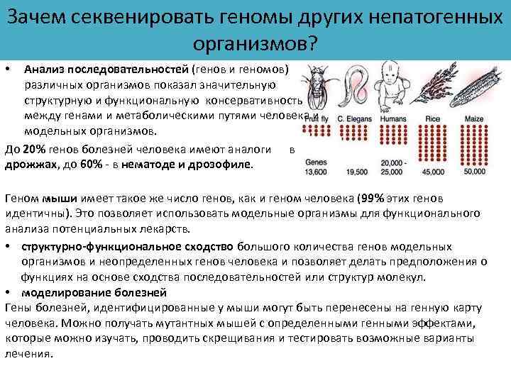 Зачем секвенировать геномы других непатогенных организмов? Анализ последовательностей (генов и геномов) различных организмов показал