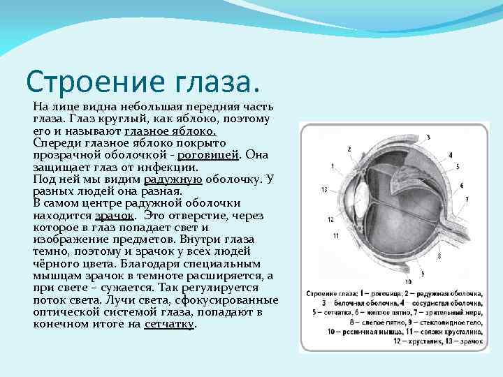 Строение глаза. На лице видна небольшая передняя часть глаза. Глаз круглый, как яблоко, поэтому