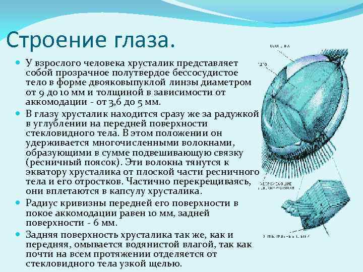 Строение глаза. У взрослого человека хрусталик представляет собой прозрачное полутвердое бессосудистое тело в форме