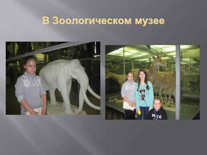 В Зоологическом музее 