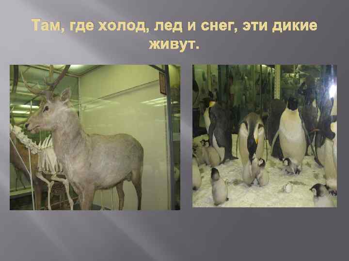 Там, где холод, лед и снег, эти дикие живут. 
