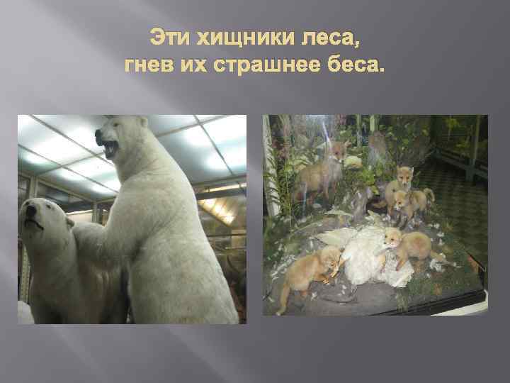 Эти хищники леса, гнев их страшнее беса. 