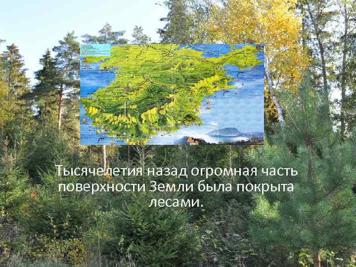 Тысячелетия назад огромная часть поверхности Земли была покрыта лесами. 