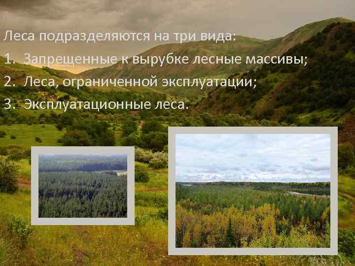 Леса подразделяются на три вида: 1. Запрещенные к вырубке лесные массивы; 2. Леса, ограниченной