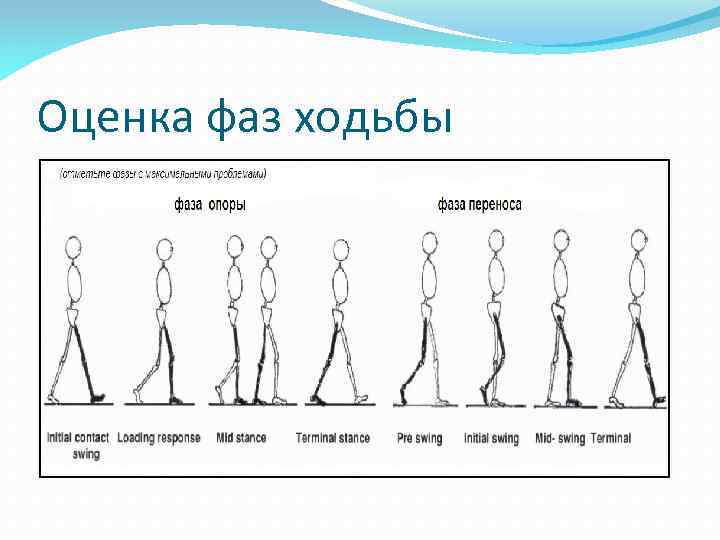 Оценка фаз ходьбы 