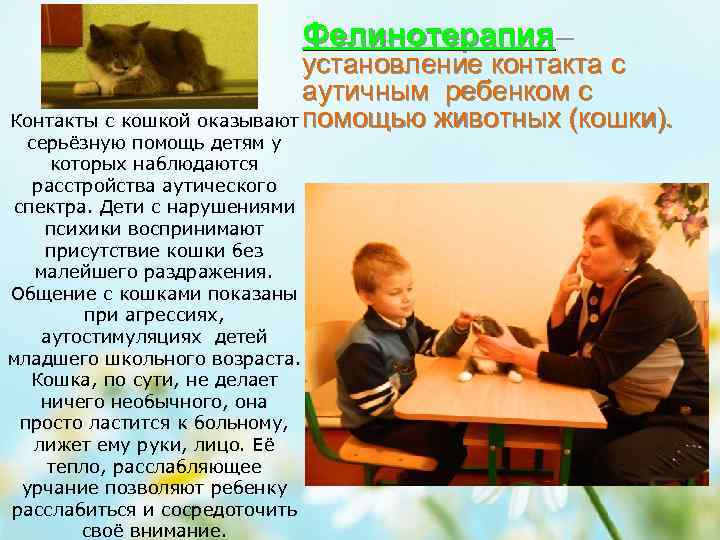 Фелинотерапия– установление контакта с аутичным ребенком с Контакты с кошкой оказывают помощью животных (кошки).