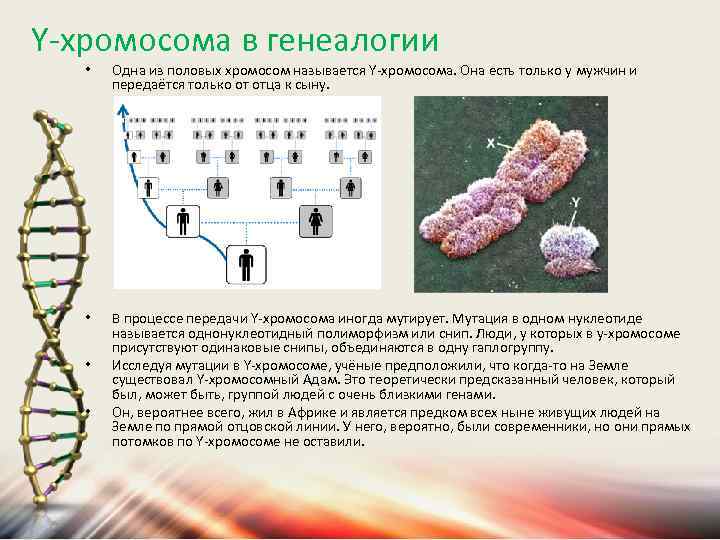 Y-хромосома в генеалогии • Одна из половых хромосом называется Y-хромосома. Она есть только у