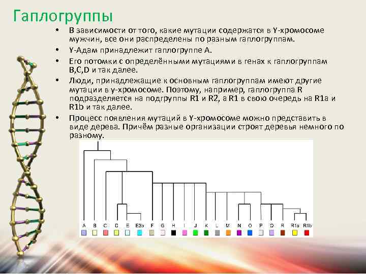 Гаплогруппа y. Дерево гаплогрупп y-ДНК. Y-хромосомная гаплогруппа ДНК человека. Гаплогруппа дерево. Гаплогруппа y хромосомы.