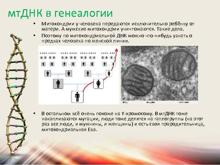 мт. ДНК в генеалогии • • • Митохондрии у человека передаются исключительно ребёнку от