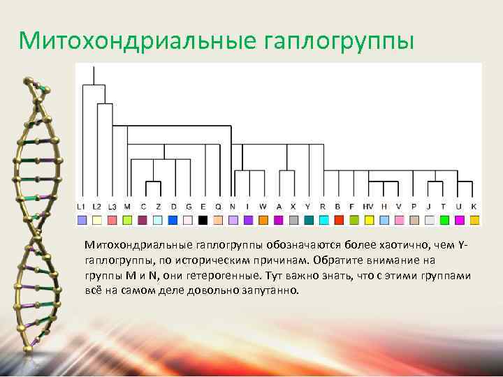 Митохондриальные гаплогруппы обозначаются более хаотично, чем Yгаплогруппы, по историческим причинам. Обратите внимание на группы