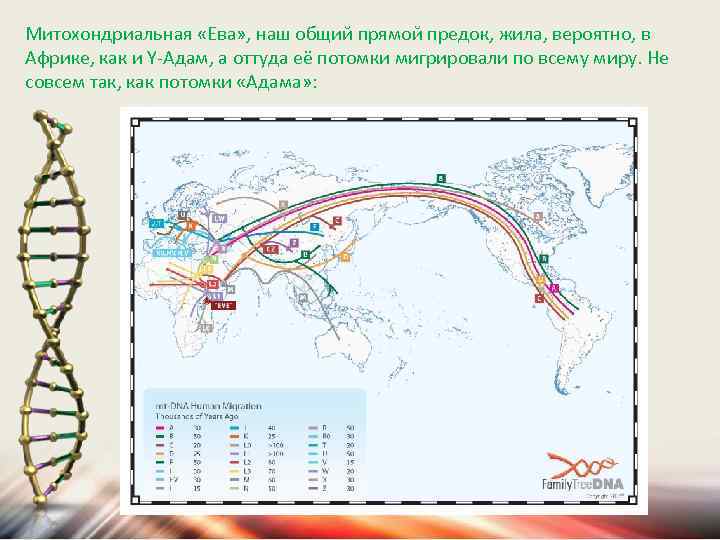 Митохондриальная «Ева» , наш общий прямой предок, жила, вероятно, в Африке, как и Y-Адам,