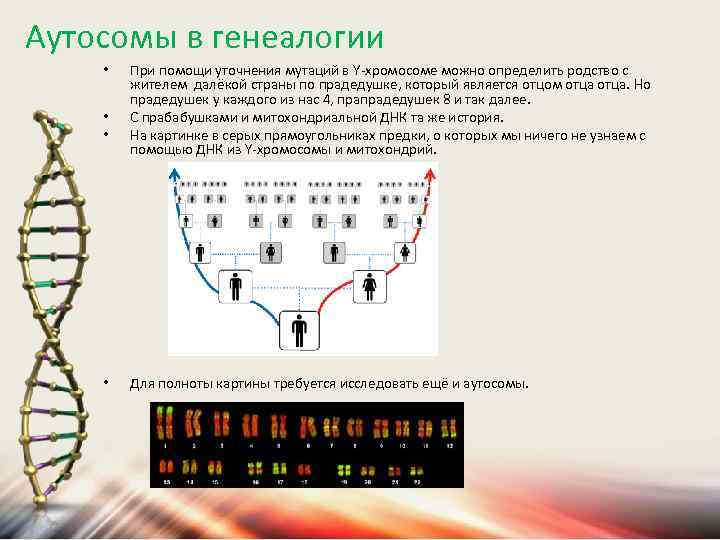 Как определить днк