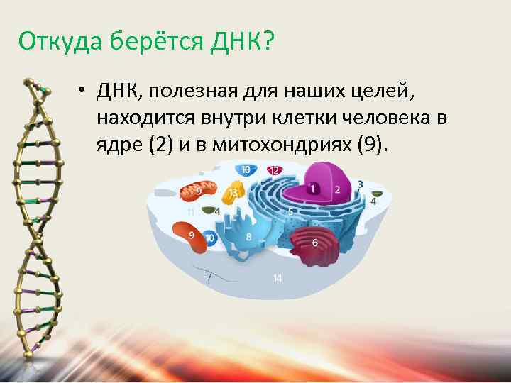 Откуда берётся ДНК? • ДНК, полезная для наших целей, находится внутри клетки человека в