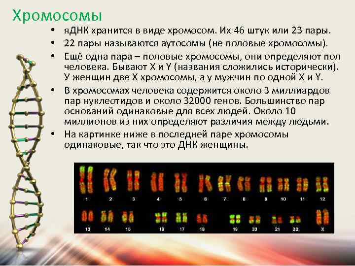 Хромосомы • я. ДНК хранится в виде хромосом. Их 46 штук или 23 пары.