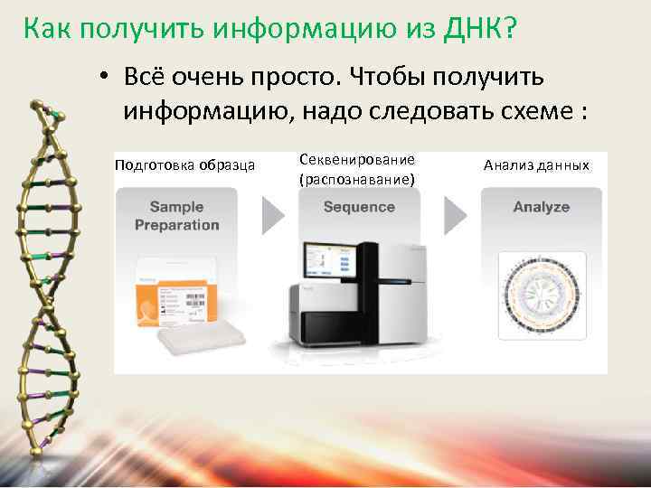 Как получить информацию из ДНК? • Всё очень просто. Чтобы получить информацию, надо следовать