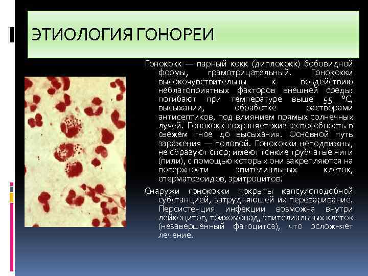 ЭТИОЛОГИЯ ГОНОРЕИ Гонококк — парный кокк (диплококк) бобовидной формы, грамотрицательный. Гонококки высокочувствительны к воздействию