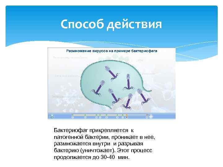 Способ действия Бактериофаг прикрепляется к патогенной бактерии, проникает в нее, размножается внутри и разрывая