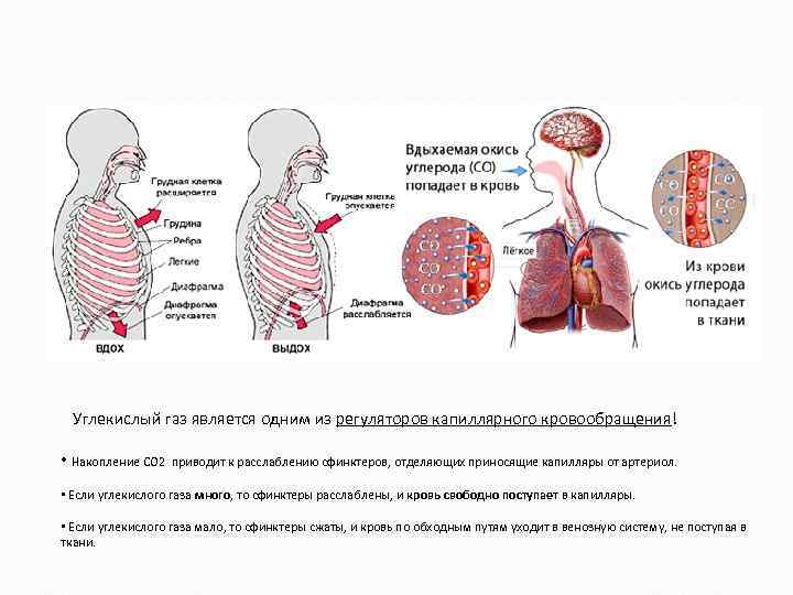 Углекислый газ является одним из регуляторов капиллярного кровообращения! • Накопление СО 2 приводит к