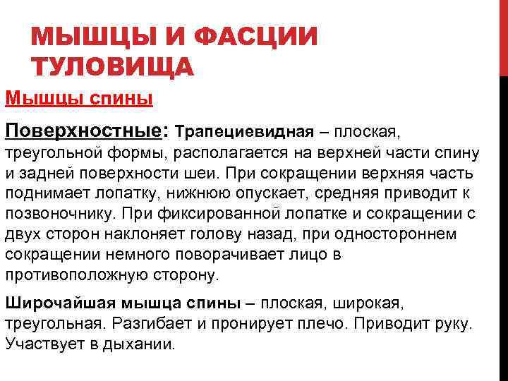 МЫШЦЫ И ФАСЦИИ ТУЛОВИЩА Мышцы спины Поверхностные: Трапециевидная – плоская, треугольной формы, располагается на