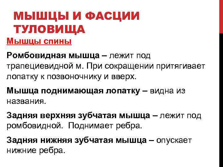МЫШЦЫ И ФАСЦИИ ТУЛОВИЩА Мышцы спины Ромбовидная мышца – лежит под трапециевидной м. При