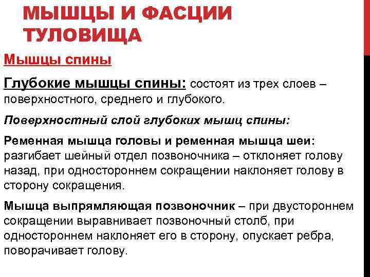 МЫШЦЫ И ФАСЦИИ ТУЛОВИЩА Мышцы спины Глубокие мышцы спины: состоят из трех слоев –