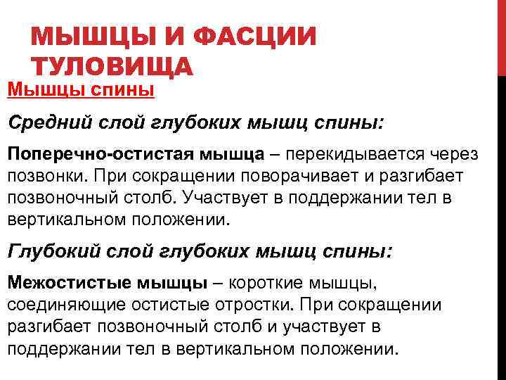 МЫШЦЫ И ФАСЦИИ ТУЛОВИЩА Мышцы спины Средний слой глубоких мышц спины: Поперечно-остистая мышца –