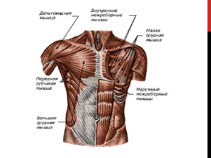 3 мышцы туловища