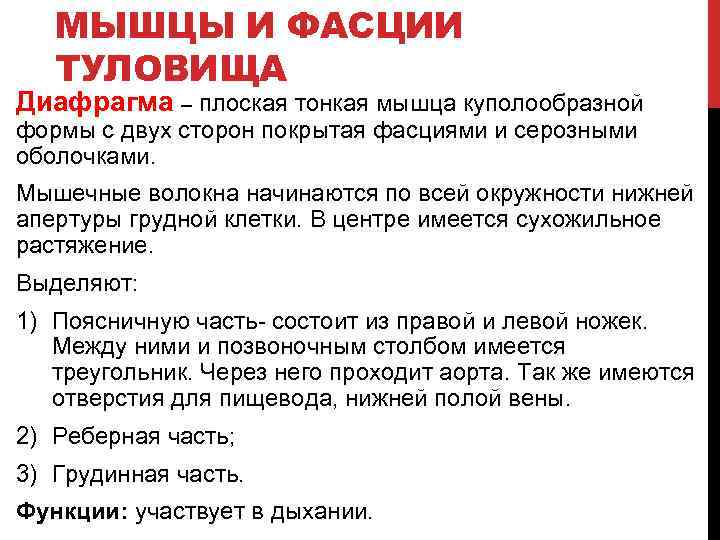 МЫШЦЫ И ФАСЦИИ ТУЛОВИЩА Диафрагма – плоская тонкая мышца куполообразной формы с двух сторон