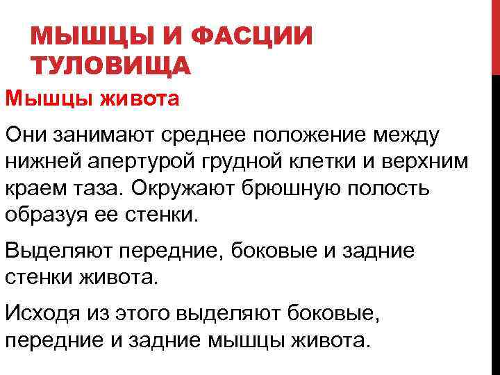 МЫШЦЫ И ФАСЦИИ ТУЛОВИЩА Мышцы живота Они занимают среднее положение между нижней апертурой грудной