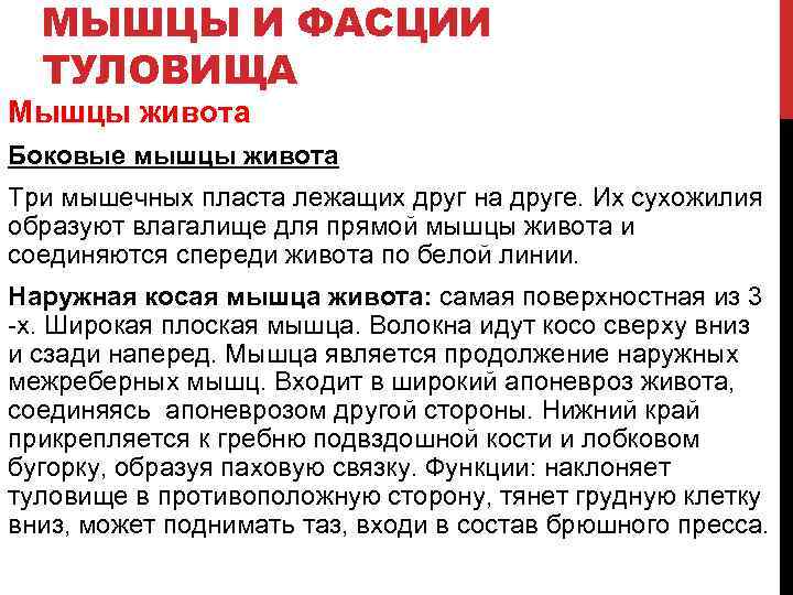 МЫШЦЫ И ФАСЦИИ ТУЛОВИЩА Мышцы живота Боковые мышцы живота Три мышечных пласта лежащих друг