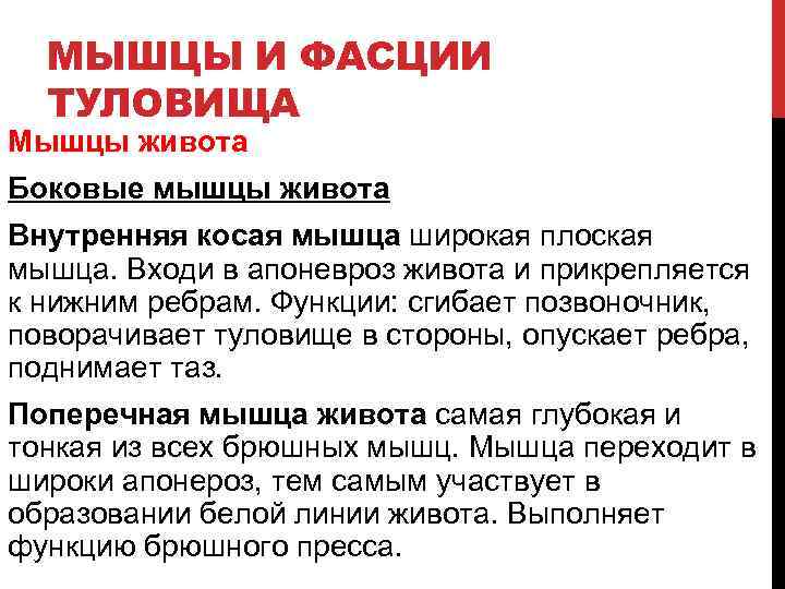 МЫШЦЫ И ФАСЦИИ ТУЛОВИЩА Мышцы живота Боковые мышцы живота Внутренняя косая мышца широкая плоская