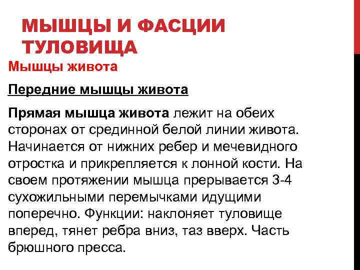 МЫШЦЫ И ФАСЦИИ ТУЛОВИЩА Мышцы живота Передние мышцы живота Прямая мышца живота лежит на