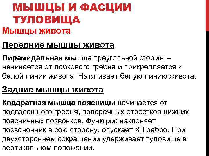 МЫШЦЫ И ФАСЦИИ ТУЛОВИЩА Мышцы живота Передние мышцы живота Пирамидальная мышца треугольной формы –